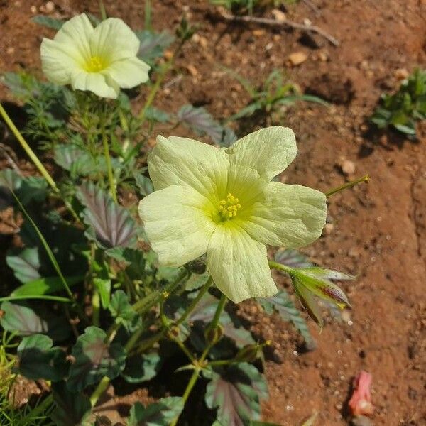 Monsonia longipes Flor