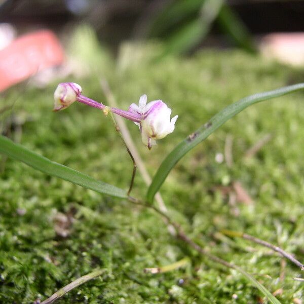 Polystachya bipoda Flor