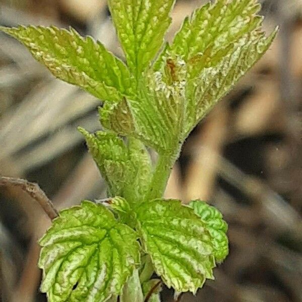 Rubus spectabilis 葉