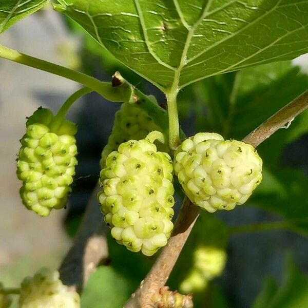 Morus alba Fruit