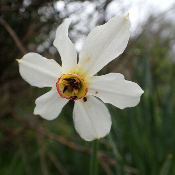 Narcissus poeticus Žiedas