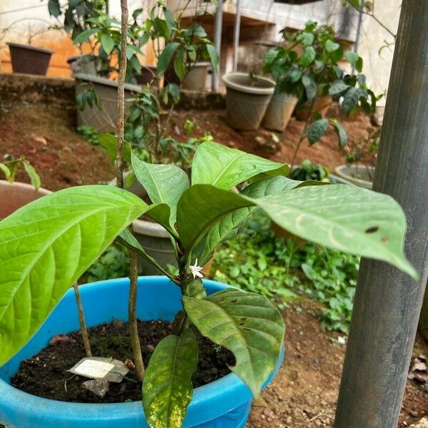 Coffea mapiana Habitatea