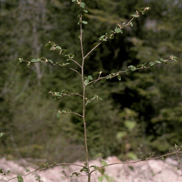 Alnus incana 树皮