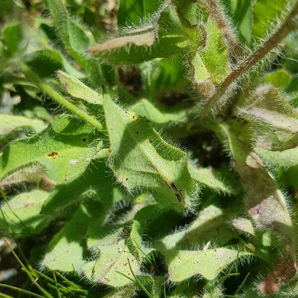 Hieracium villosum Leaf