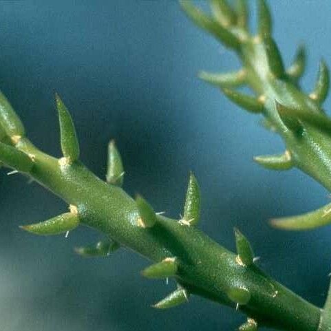 Cylindropuntia leptocaulis 葉