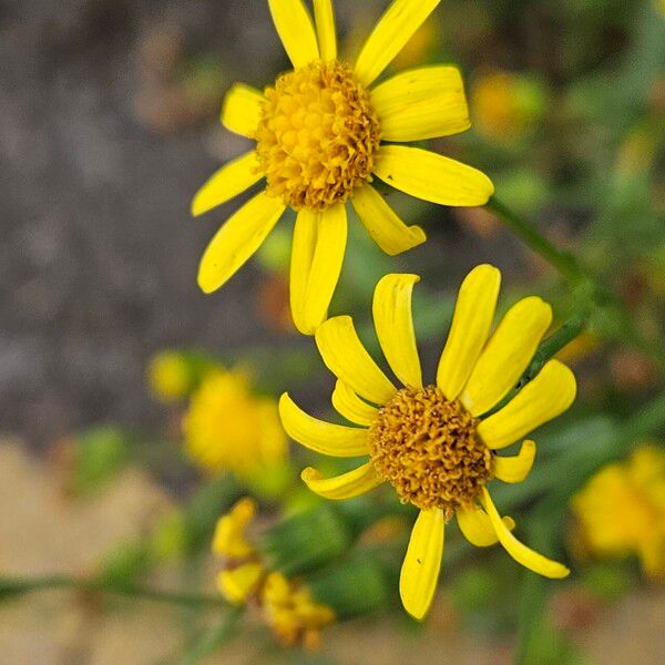 Senecio inaequidens Blomma