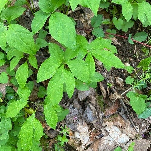 Arisaema dracontium Φύλλο