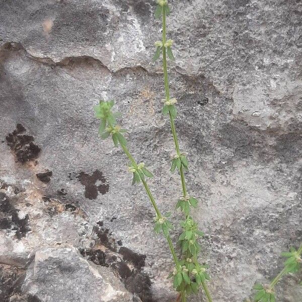 Galium verticillatum Celota