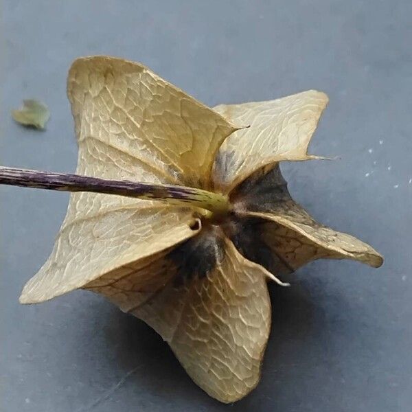 Nicandra physalodes Fruit