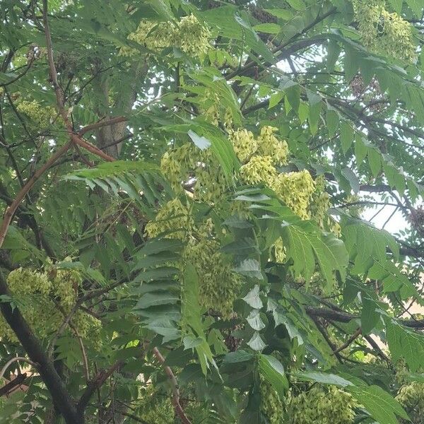 Ailanthus altissima Liść