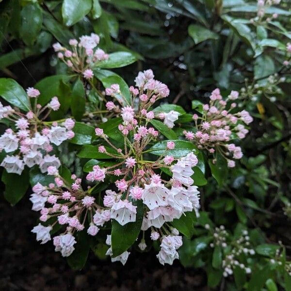 Kalmia latifolia Fiore