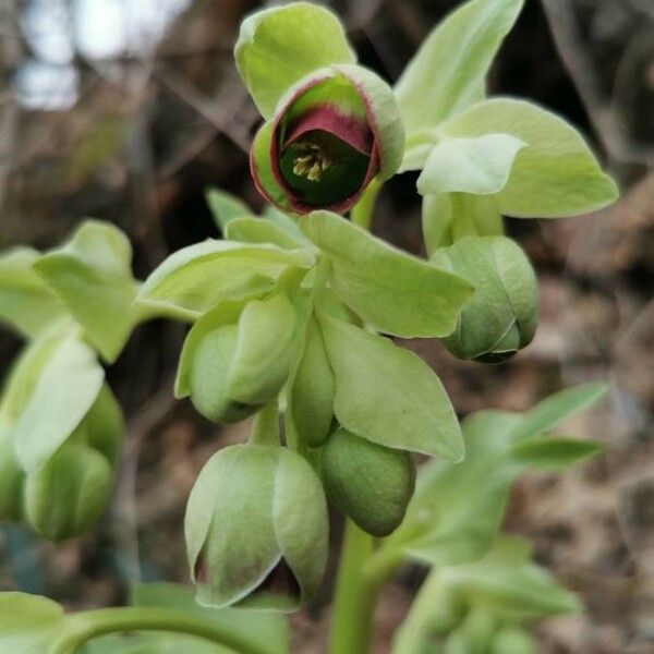 Helleborus foetidus ফুল