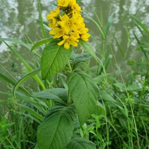 Lysimachia vulgaris Fiore