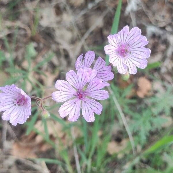 Geranium tuberosum Bloem