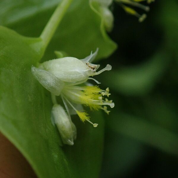 Streptolirion volubile Flower