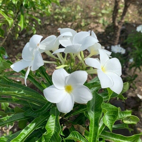 Plumeria pudica Kwiat