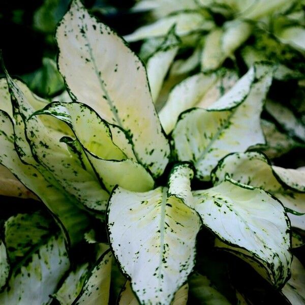 Dieffenbachia seguine Leaf