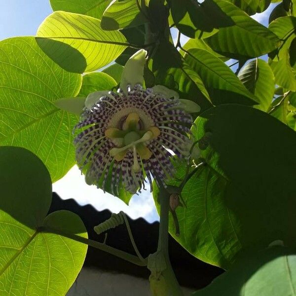 Passiflora ligularis Flor