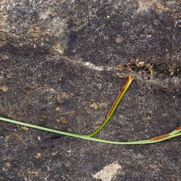 Asplenium septentrionale Fruitua