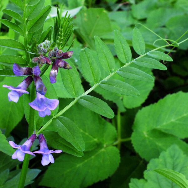 Vicia sepium 形態