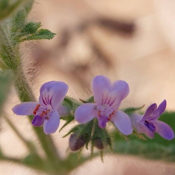 Mesosphaerum suaveolens Õis