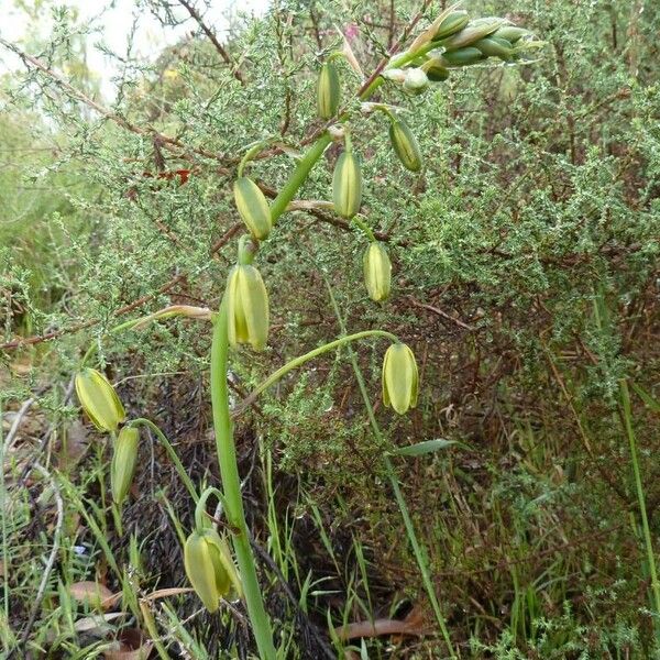 Albuca abyssinica Flor