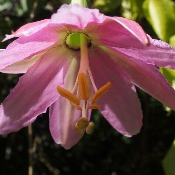 Passiflora tripartita Floro