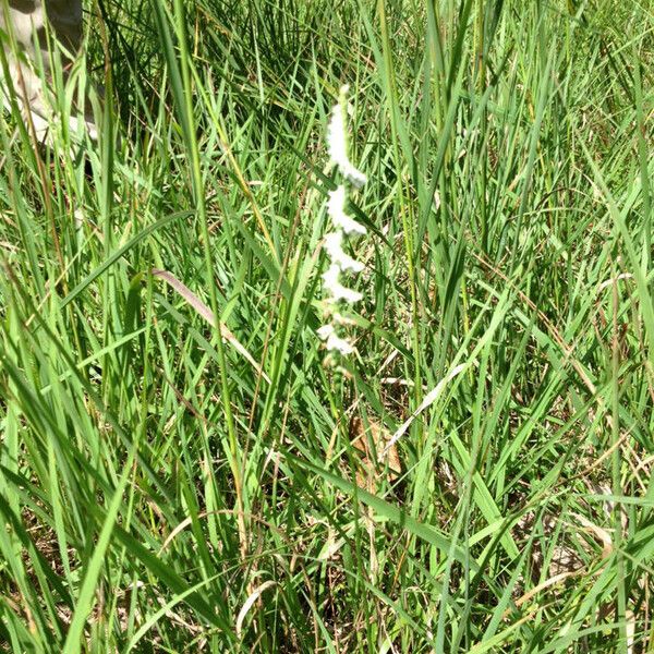 Spiranthes lacera Natur