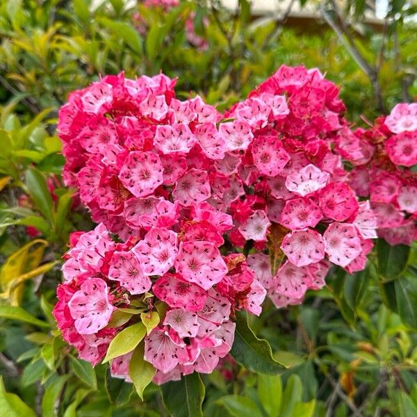 Kalmia latifolia Flor