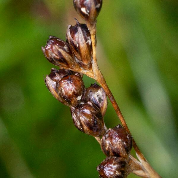 Juncus gerardi Fruto