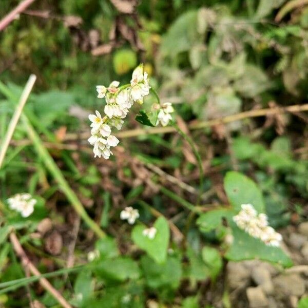 Fagopyrum esculentum Квітка