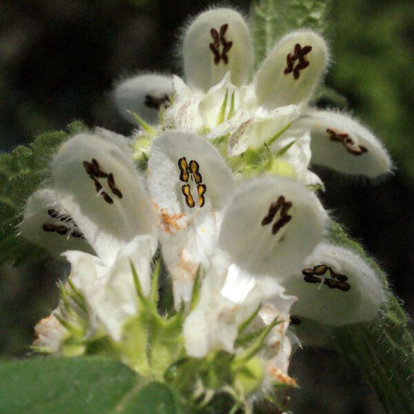 Lamium flexuosum Blomma