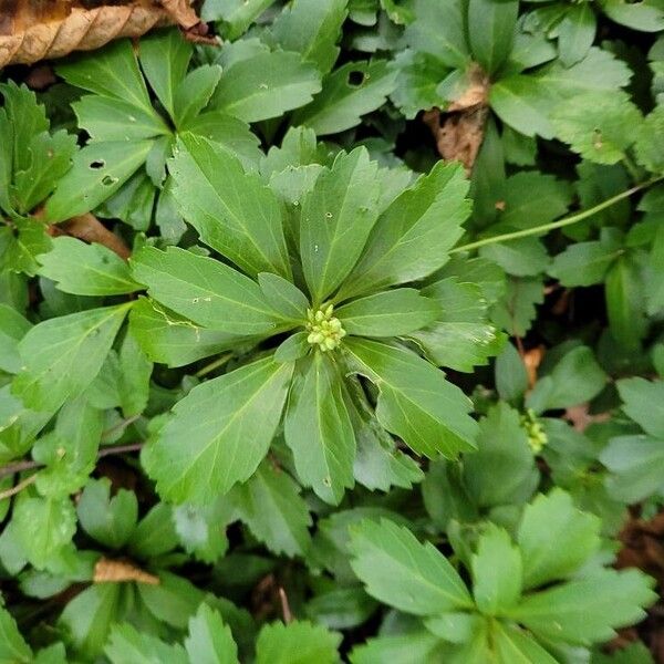 Pachysandra terminalis Φύλλο