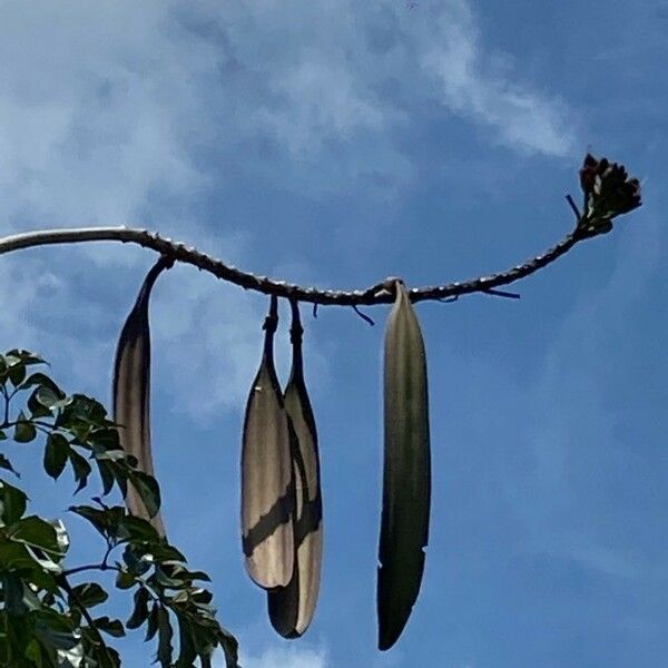 Oroxylum indicum Fruit