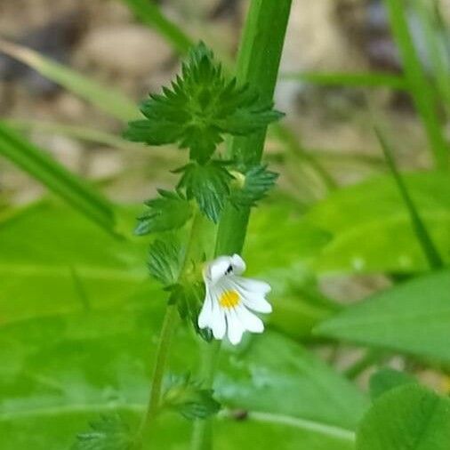 Euphrasia officinalis Лист