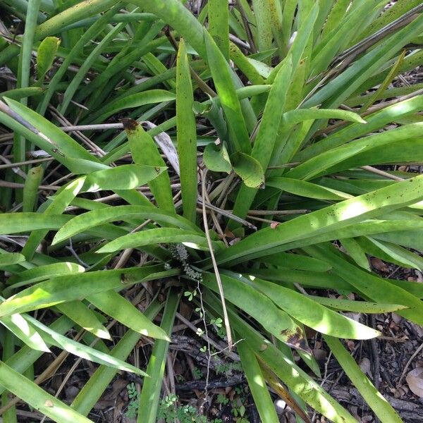 Bromelia karatas Altres