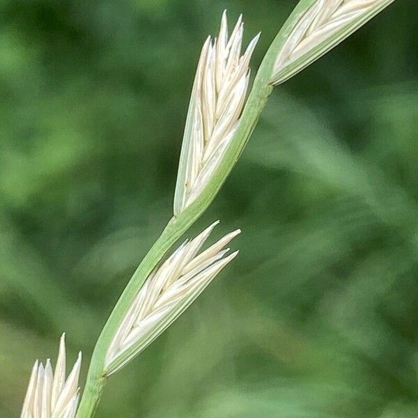 Lolium perenne Fiore