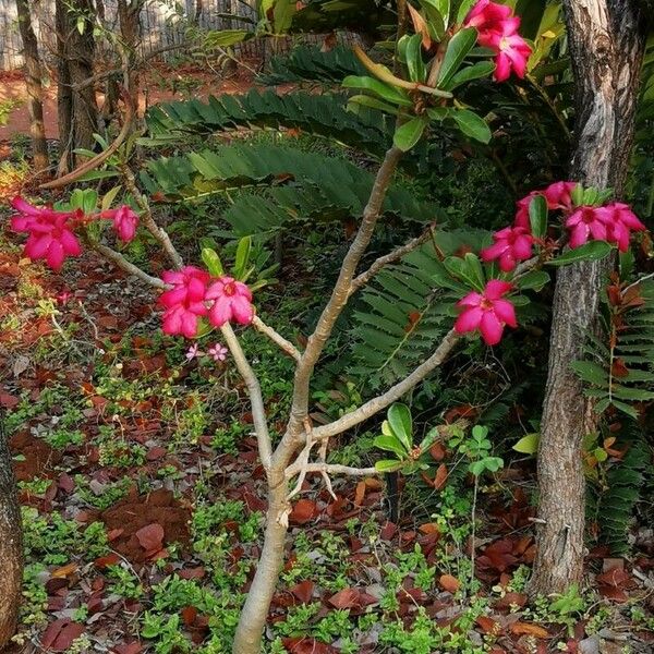 Adenium multiflorum Cvet