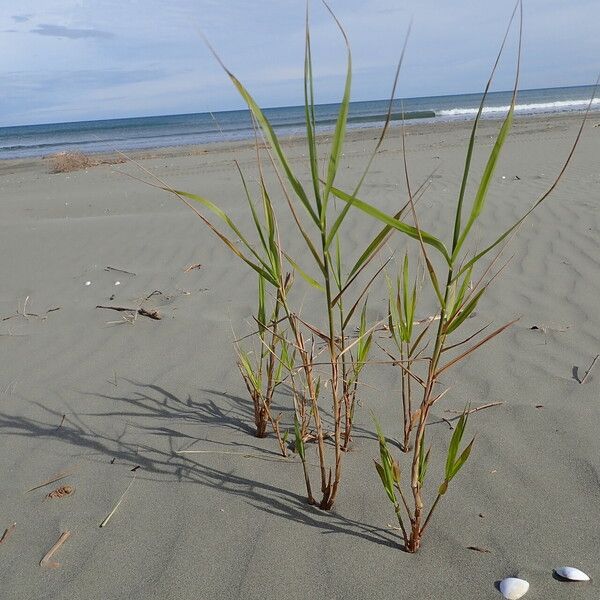 Phragmites karka عادت