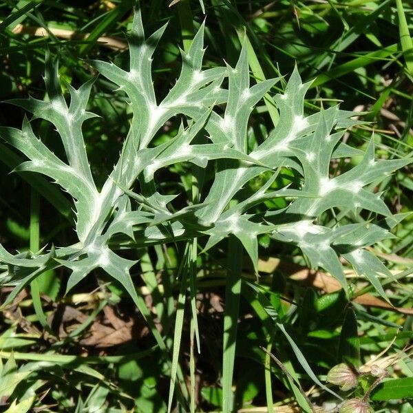 Eryngium bourgatii 葉