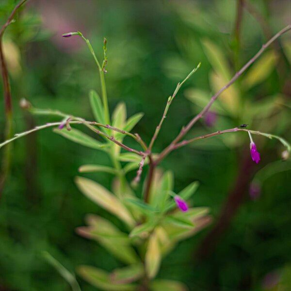 Talinum fruticosum Blüte