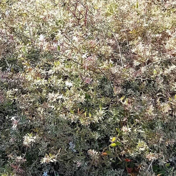 Abelia × grandiflora Folha