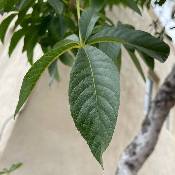 Aesculus californica Leaf