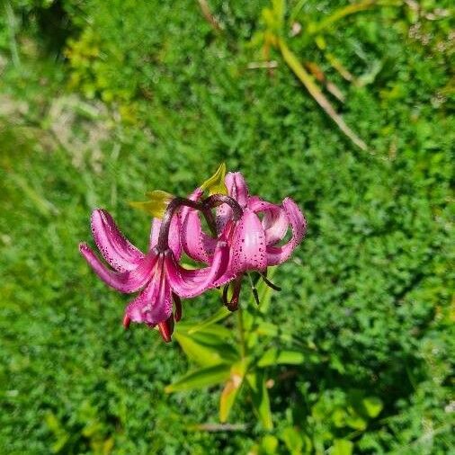 Lilium martagon ഇല