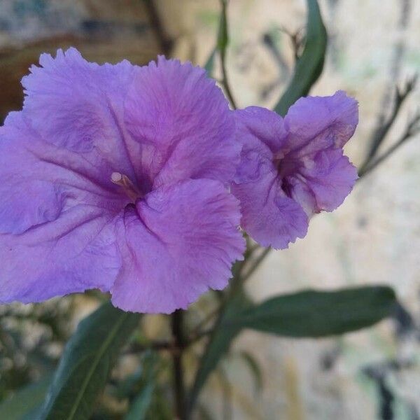 Ruellia simplex Flower