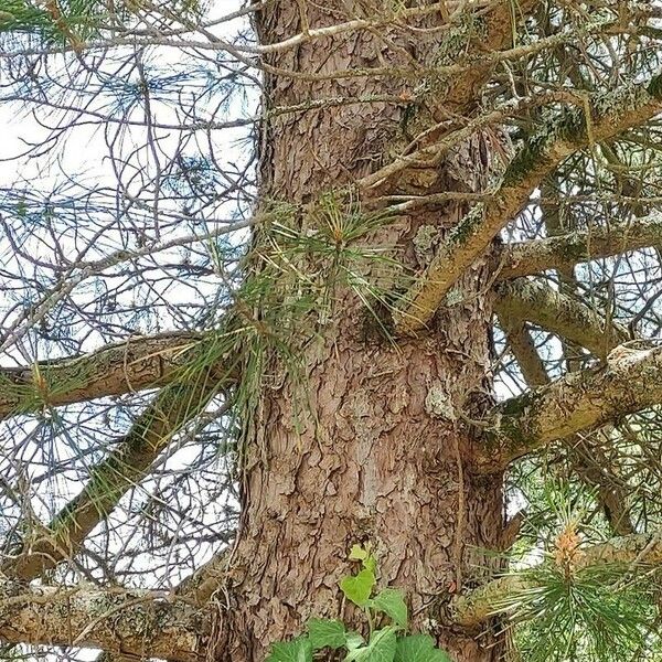 Pinus koraiensis Coajă