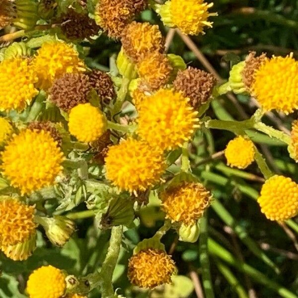 Tanacetum balsamita Žiedas