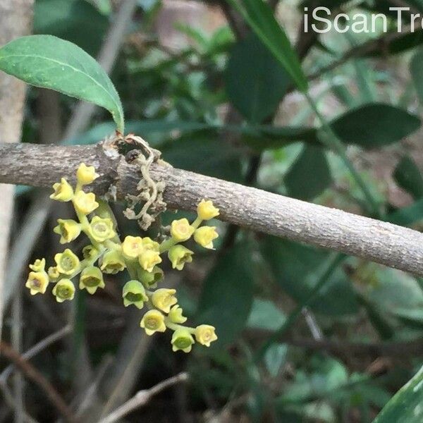 Afrocanthium mundianum Λουλούδι