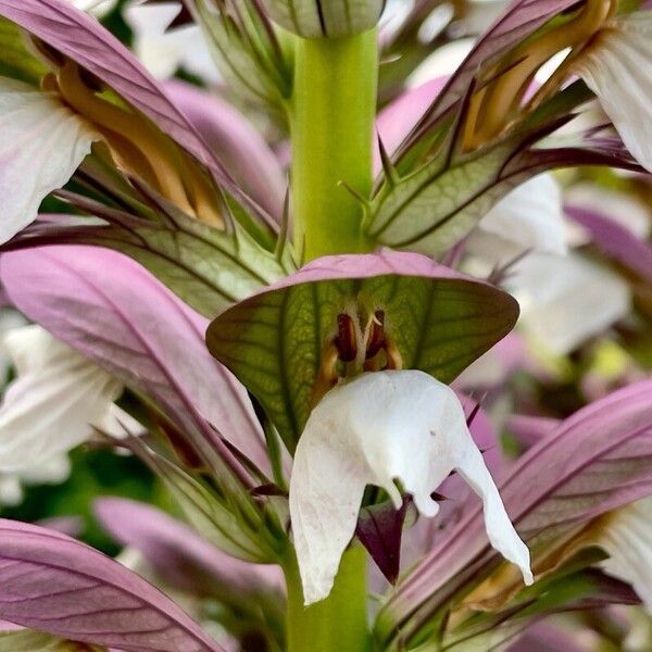 Acanthus spinosus Flors