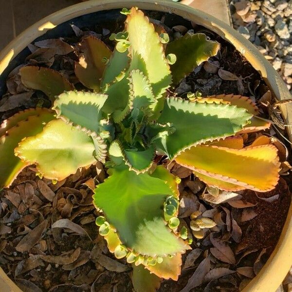 Kalanchoe daigremontiana Blad